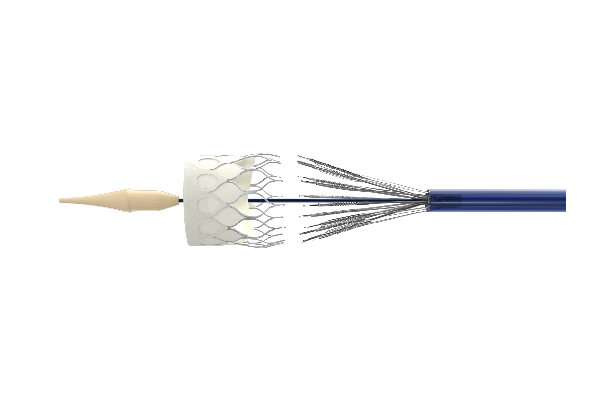 Advantage Short valve stent design without corolla No coronary ostium
